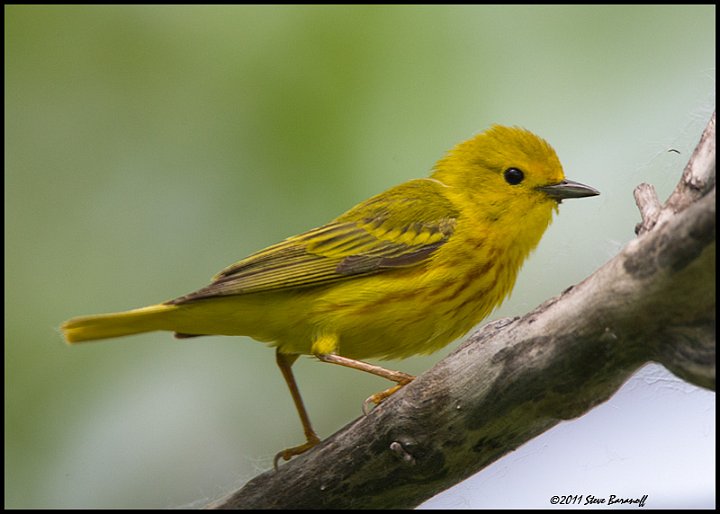 _1SB4475 yellow warbler.jpg
